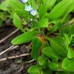 Attēlu rezultāti vaicājumam “Myosotis sparsiflora leaf”