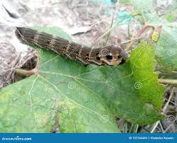 Attēlu rezultāti vaicājumam “Deilephila elpenor larva”