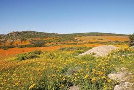 Image result for Dimorphotheca sinuata