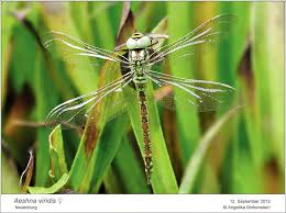Attēlu rezultāti vaicājumam “Aeshna viridis”