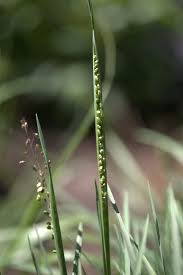 Attēlu rezultāti vaicājumam “Briza media fruit”