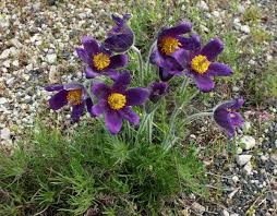 Image result for Pulsatilla
