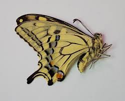 Attēlu rezultāti vaicājumam “Papilio machaon”