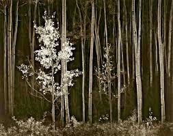 Image result for Ansel Adams Aspens New Mexico