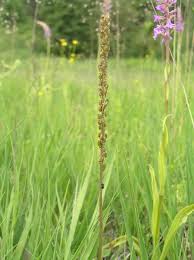 Attēlu rezultāti vaicājumam “Triglochin maritimum fruit”