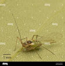 Attēlu rezultāti vaicājumam “Drepanosiphum platanoidis”