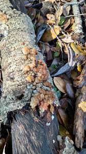 Attēlu rezultāti vaicājumam “Tremella encephala”