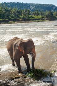 Image result for pinawella