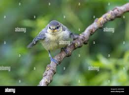 Attēlu rezultāti vaicājumam “Cyanistes caeruleus juvenile”