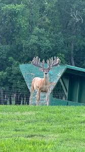 Image result for Big Bucks High Rollers