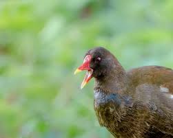 Attēlu rezultāti vaicājumam “Gallinula chloropus adult”