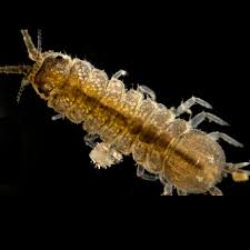 Attēlu rezultāti vaicājumam “Asellus aquaticus”