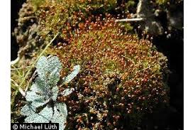 Attēlu rezultāti vaicājumam “Pottiales”