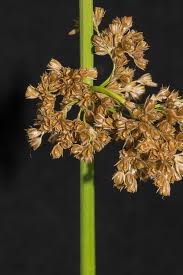 Attēlu rezultāti vaicājumam “Juncus capitatus fruit”