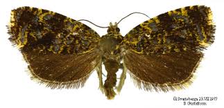 Attēlu rezultāti vaicājumam “Celypha siderana”