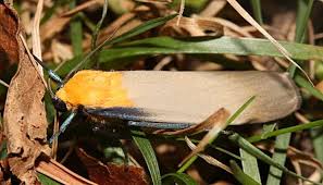 Attēlu rezultāti vaicājumam “Lithosia quadra male”