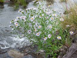 Image result for Aster novi-belgii