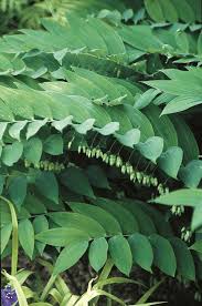 Attēlu rezultāti vaicājumam “Polygonatum multiflorum  leaf”