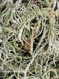 Attēlu rezultāti vaicājumam “Usnea hirta”