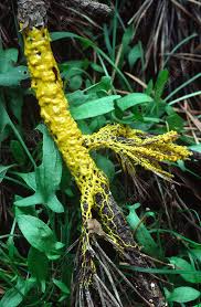 Attēlu rezultāti vaicājumam “Physarum gravidum stalked”