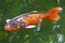 Image result for Cyprinus rubrofuscus