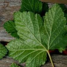 Attēlu rezultāti vaicājumam “Ribes spicatum”