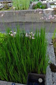 Attēlu rezultāti vaicājumam “Butomaceae”