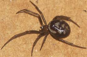 Attēlu rezultāti vaicājumam “Steatoda grossa female”