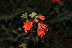 Attēlu rezultāti vaicājumam “Epilobium palustre fruit”