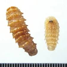 Attēlu rezultāti vaicājumam “Nematus ribesii larva”
