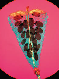 Attēlu rezultāti vaicājumam “Capsella bursa-pastoris fruit”