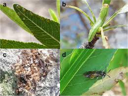 Attēlu rezultāti vaicājumam “Argidae larva”