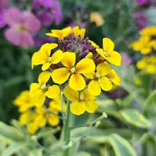 Attēlu rezultāti vaicājumam “Erysimum cheiranthoides leaf”