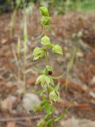 Attēlu rezultāti vaicājumam “Epipactis”