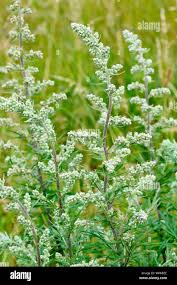 Image result for Artemisia vulgaris