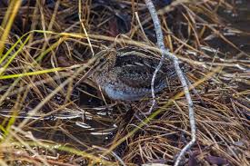 Attēlu rezultāti vaicājumam “Gallinago gallinago nest”