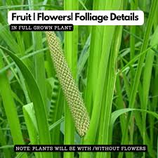 Attēlu rezultāti vaicājumam “Acorus calamus fruit”