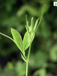 Attēlu rezultāti vaicājumam “Lathyrus tuberosus leaf”