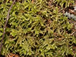 Attēlu rezultāti vaicājumam “Rhytidiadelphus triquetrus”