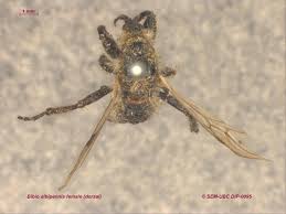 Attēlu rezultāti vaicājumam “Bibionidae female”