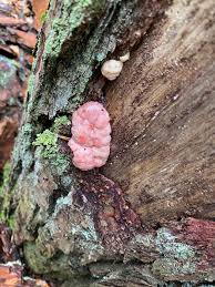 Attēlu rezultāti vaicājumam “Amaurochaete atra”