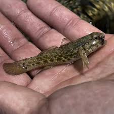 Image result for Ariopsis felis