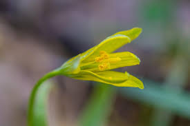 Attēlu rezultāti vaicājumam “Gagea lutea bud”