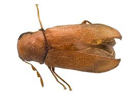 Attēlu rezultāti vaicājumam “Priobium carpini”