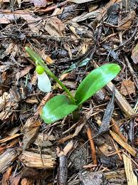 Attēlu rezultāti vaicājumam “Galanthus nivalis bud”