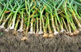 Attēlu rezultāti vaicājumam “Allium sativum”