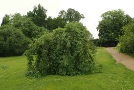 Attēlu rezultāti vaicājumam “Fraxinus excelsior Pendula”