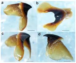 Attēlu rezultāti vaicājumam “Cephalozia bicuspidata sporophyte”