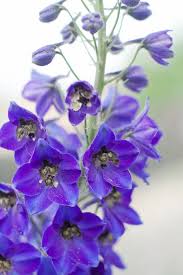 Attēlu rezultāti vaicājumam “Delphinium elatum  flower”