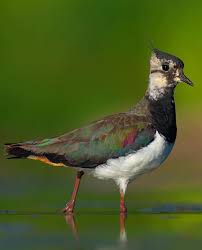 Attēlu rezultāti vaicājumam “Vanellus vanellus”